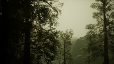 Fog-and-pine-trees-on-rugged-mountainside-and-coming-storm